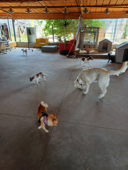 דרוש מלווה בבדרום