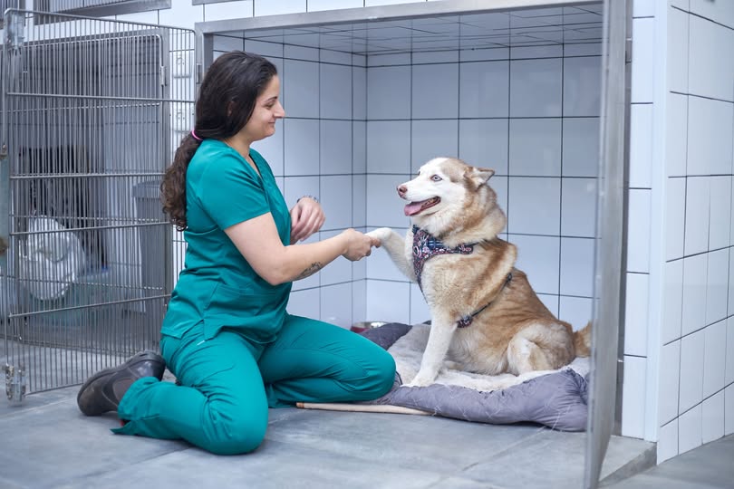 דרוש מחלק בכפר סבא