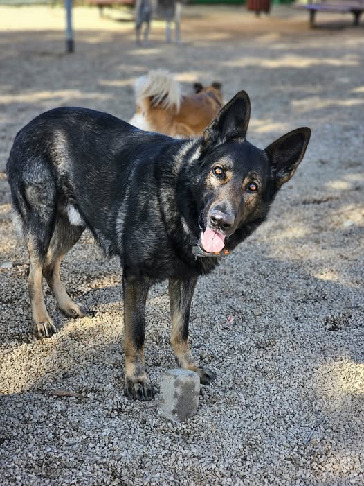 דרוש טיפול בבעלי חיים בבאר שבע