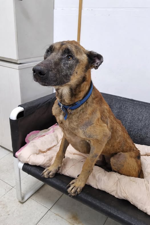 דרוש ספר בהשרון