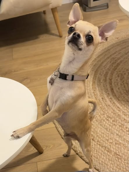 דרוש ספר בראשלצ