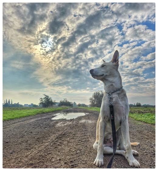 דרוש עובד כללי בעפולה