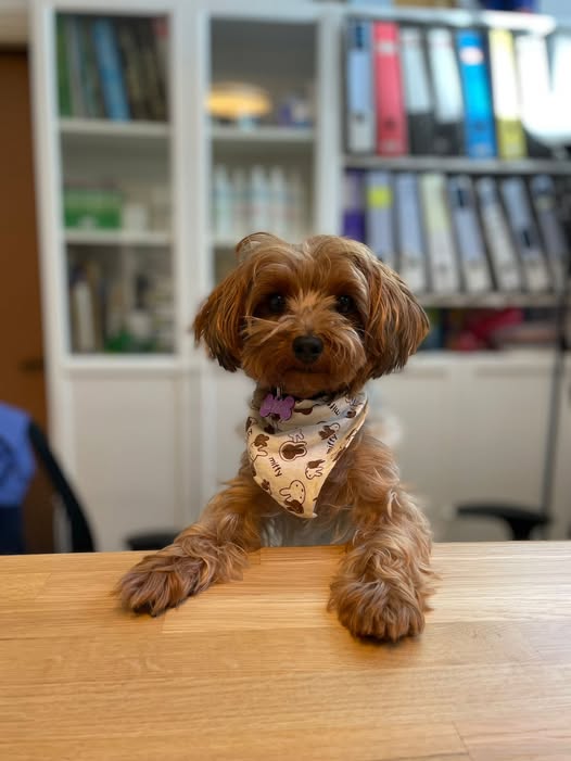 דרוש טיפול בבעלי חיים בתל מונד