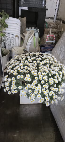 דרוש בטיחות בעכו