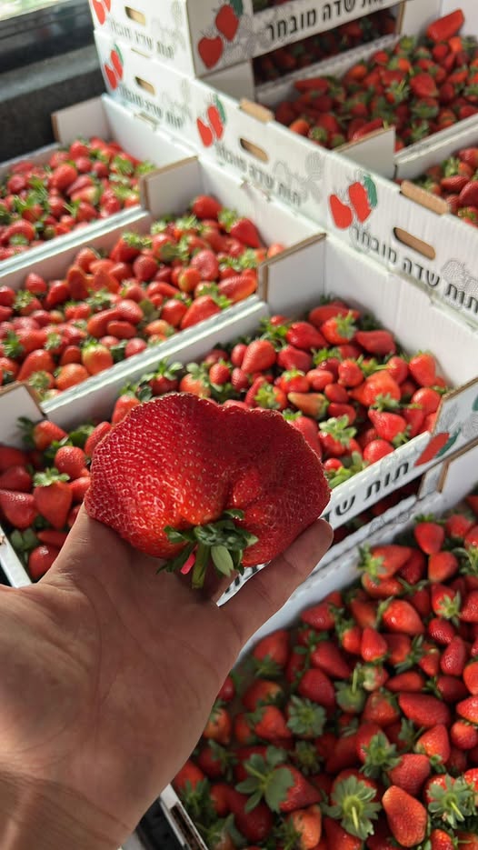 דרוש חקלאות במודיעין