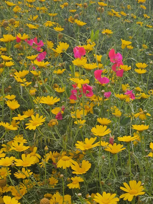 דרוש מטפל בנתניה