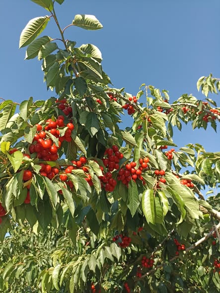 דרוש חקלאות בגולן