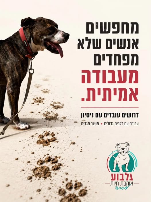 דרושים בדחיפות!!! כלבן / כלבנית, לכלבייה שלנו במגדים, העבודה היא עם כלבים חזקים פיזית לכן נדרש אדם עם כוח פיזי, לומדים / למדו אילוף ונמצאים בתחילת הדרך, רצוי אחרי צבא. אנחנו מחפשים אדם בעל משמעת גבוהה שמבין שהעבודה עם כלבים היא בעלת ערך מוס