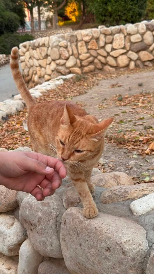 דרוש/ה עזרה דחופה במציאת יועץ פיננסי שיעזור לנו לתכנן את המצב הכלכלי בבית ולבסס את העתיד בצורה טובה יותר. אשמח ממש להמלצות ולעזרה צירפתי תמונה של חתול ליחס ( בבאר שבע
