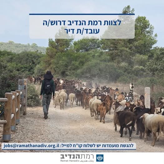 דרוש/ה.ה רועה / עובד.ת דיר דיר העיזים של רמת הנדיב כולל כ - 150 עיזים חולבות ו - 50 כבשים. העבודה כוללת: - טיפול שוטף בעיזים – זיהוי מצבן הכללי, איתור מחלות וקבלת המלטות. - ניקיון הדיר ותחזוקתו - הוצאת העדר לרעייה בשטחי הפארק - חליבה - עבודות מש בחדרה