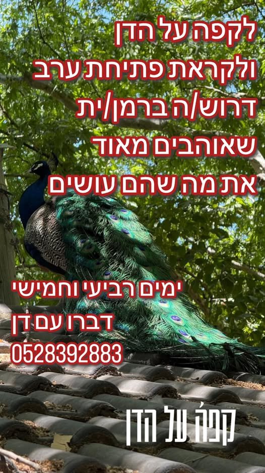 דרוש/ה ברמן/ית שאוהבים מאוד את מה שהם עושים! וגם טובים בזה בקרוב מאוד פותחים ערב בימים רביעי וחמישי ומחפשים אחד או אחת מעולים שיודעים למקסס ולעבוד בקצב דברו עם דן - לקפה על הדן דרוש/ה ברמן/ית שאוהבים מאוד את מה שהם עושים! וגם טובי