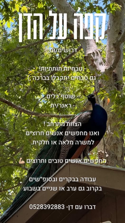 דרושים: - טבחיות תותחיות! גם טבחים יתקבלו בברכה - שוטף כלים - ראנר/ית הצוות מתרחב ! ואנו מחפשים אנשים חרוצים למשרה מלאה או חלקית. מחפשים אנשים טובים וחרוצים עבודה בבקרים ובסופ״שים בקרוב גם ערב או שניים בשבוע דברו עם דן - לקפה ע