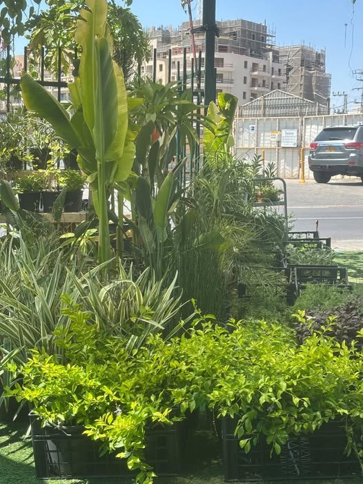 דרושים עובד/ת נוסף/ת לצוות של משתלת העיר! מחפשים מישהו/י עם אנרגיה טובה, שירותי/ת ונעים/ה, אוהב/ת אנשים ועבודה בסביבה דינמית - חרוץ/ה ואחראי/ת, עם יוזמה ורצון ללמוד ולהתפתח. העבודה מגוונת: שירות לקוחות, מכירה, קבלת סחורה ועבודה פיזית בהתאם ל באילת