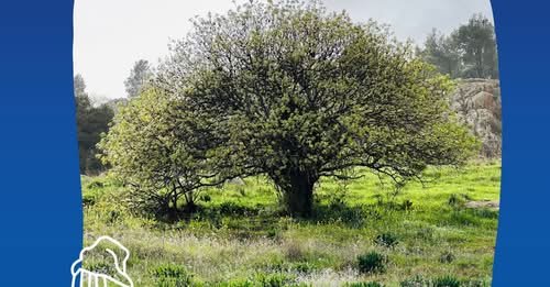 דרוש/ה קריירה עם משמעות ואיכות חיים? הגליל קורא לכם/ן! מוקד ההון האנושי של 