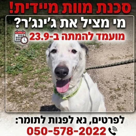 דרוש/ה מציל/ה בהרצליה